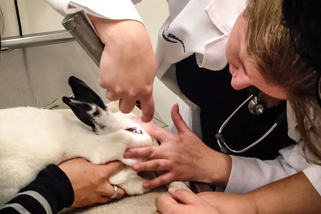 The Best Rabbit-Savvy Vets Near Me